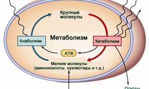 Обмен веществ в организме. Что это такое и как ускорить?
