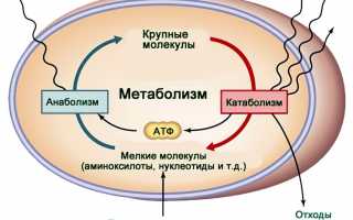 Обмен веществ в организме. Что это такое и как ускорить?