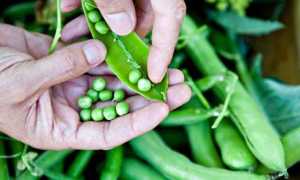 Польза вареного гороха и возможный вред продукта