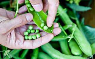 Польза вареного гороха и возможный вред продукта