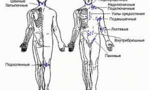 Лимфатические узлы