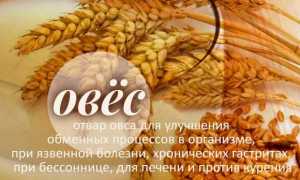 Отвар овса — обзор лечебных свойств и противопоказаний для организма