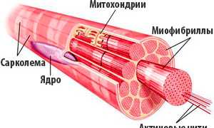Кратко про типы мышечных волокон