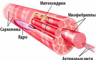 Кратко про типы мышечных волокон