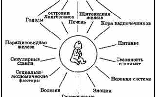 Рост человека – от каких факторов зависит