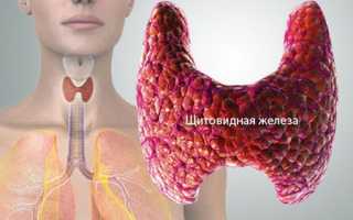 Щитовидка