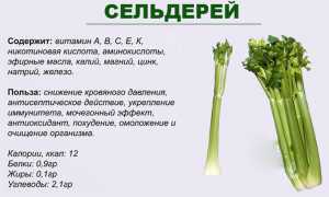 Сельдерей для здоровья мужчин с рецептами применения