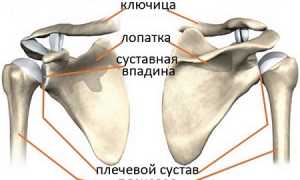 Плечевой сустав