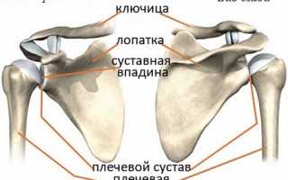 Плечевой сустав