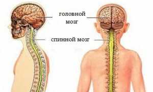 Спинной мозг