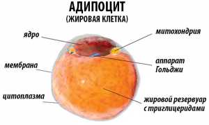 Гормоны голода: лептин, грелин, нейропептид Y