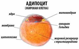 Гормоны голода: лептин, грелин, нейропептид Y