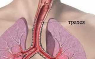 Трахея