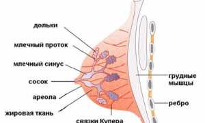 Молочные железы
