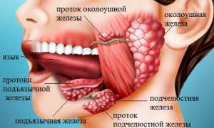 Слюнные железы