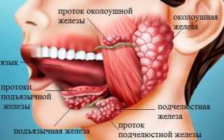 Слюнные железы