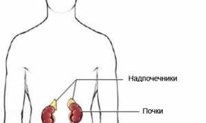 Надпочечники