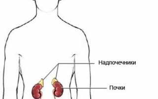 Надпочечники