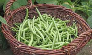 Фасоль маринованная (стручковая, спаржевая)
