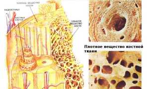 Основа быстрого образования костной ткани при переломе руки