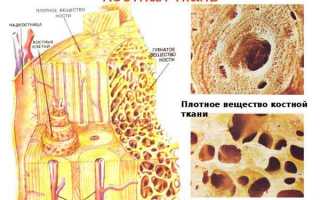 Основа быстрого образования костной ткани при переломе руки