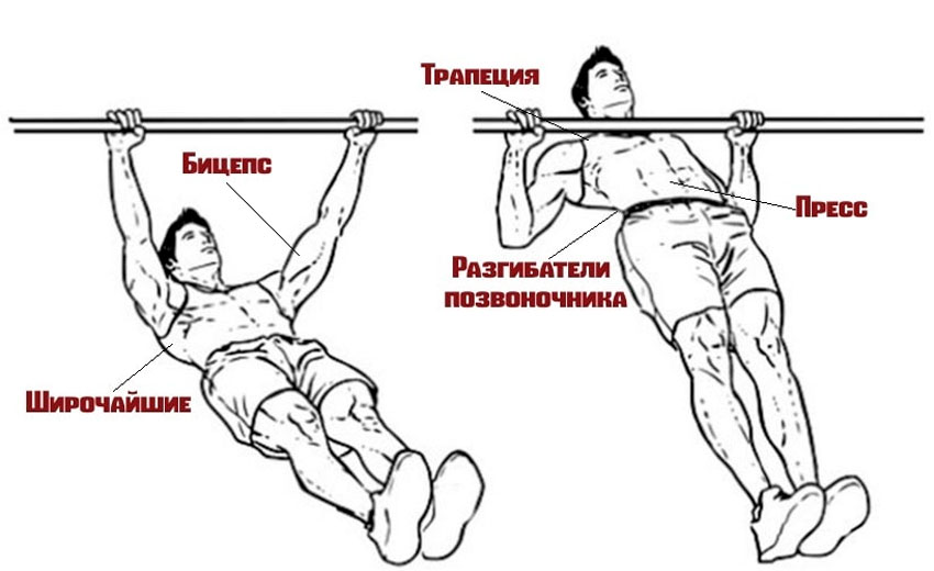 Какие мышцы работают
