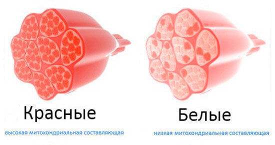 Типы мышечных волокон