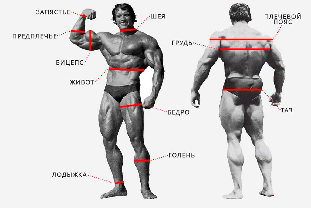 Показатели идеальных пропорций