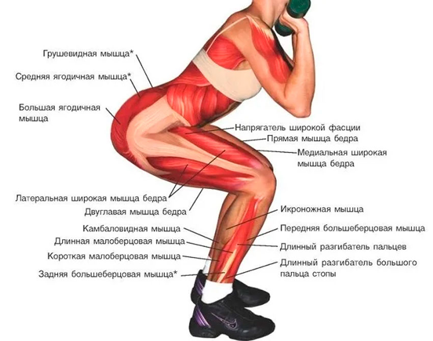 Какие мышцы работают