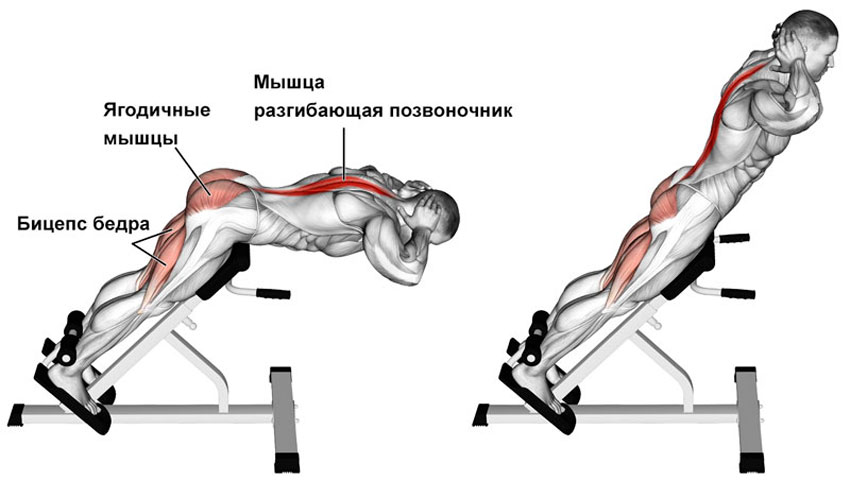 Какие мышцы работают