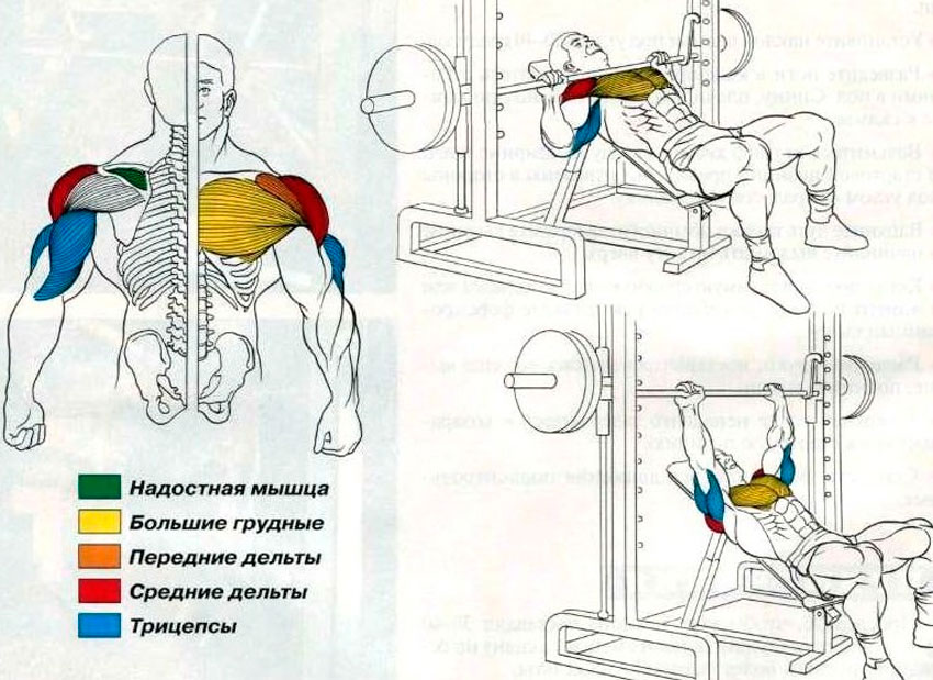 какие мышцы работают