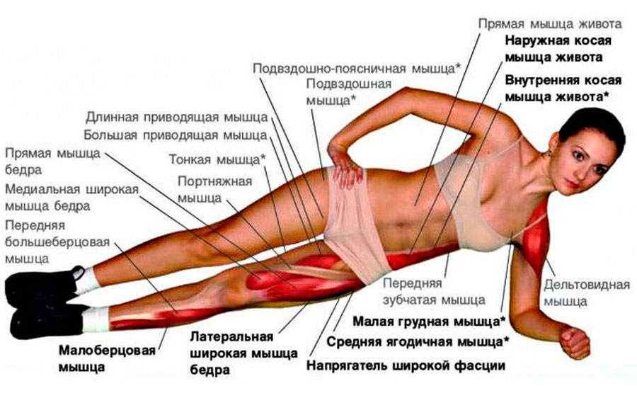 Какие мышцы работают