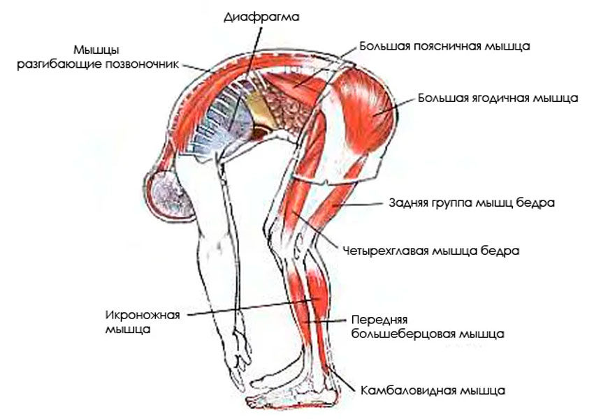 Какие мышцы работают