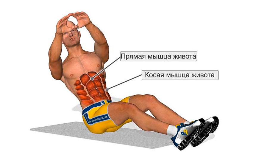 Какие мышцы работают