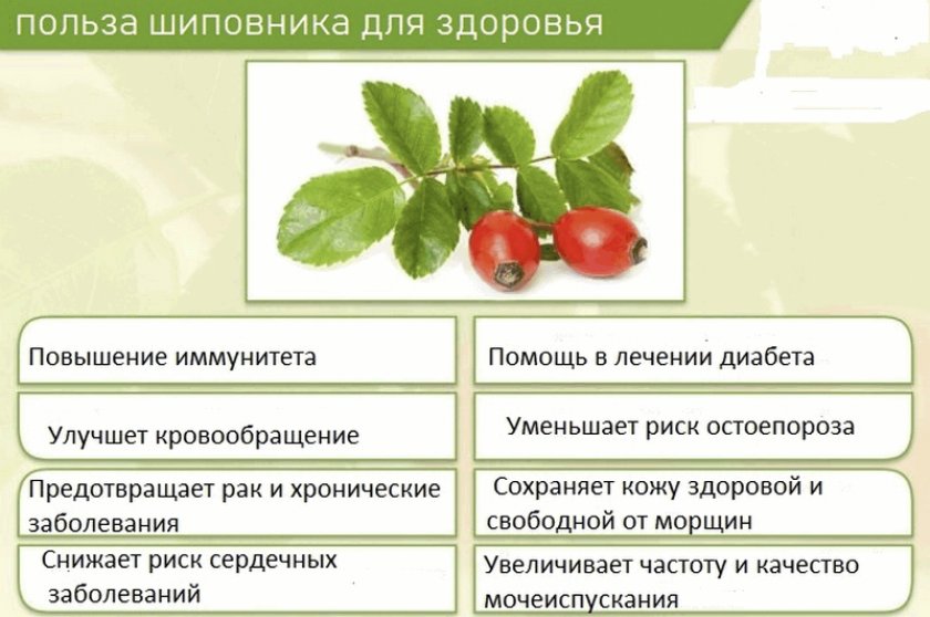Настойка шиповника - целебные свойства и показания к применению