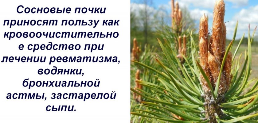 Почки сосны - химический состав и польза для взрослых и детей