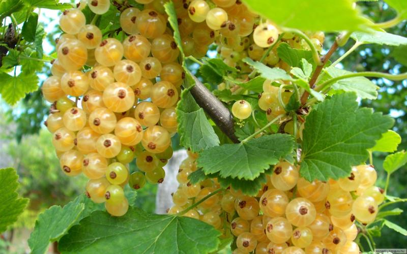 Желе из желтой смородины