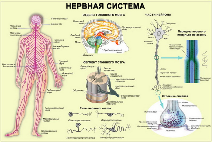 Простокваша - в чем польза и вред для здоровья в народной медицине