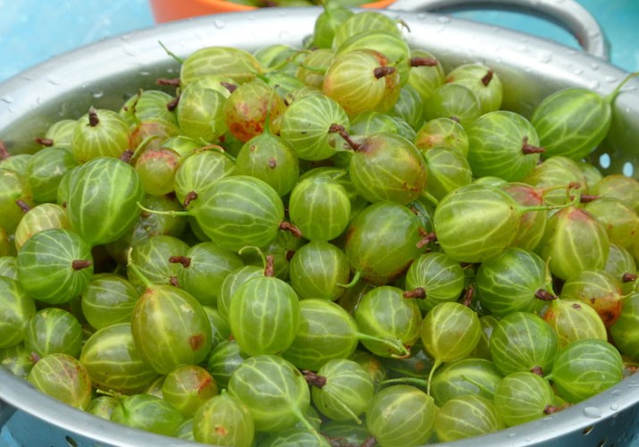 Готовим вкусное желе крыжовника в домашних условиях