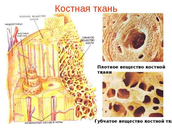 Основа быстрого образования костной ткани при переломе руки