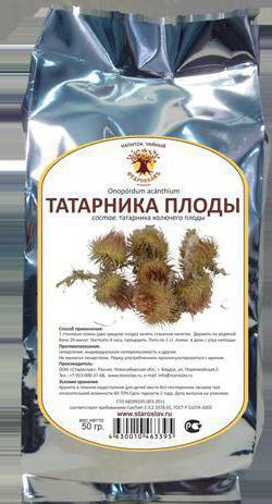 Татарник - лечебные свойства растения, рецепты для применения