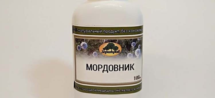 Мордовник - лекарственное растение и применение в лечебных целях