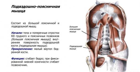 Польза бега для мышцы организма, полезные советы