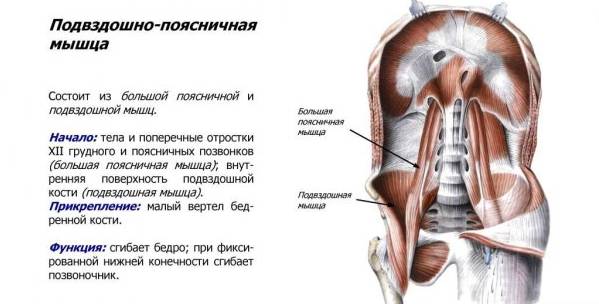 Польза бега для мышцы организма, полезные советы