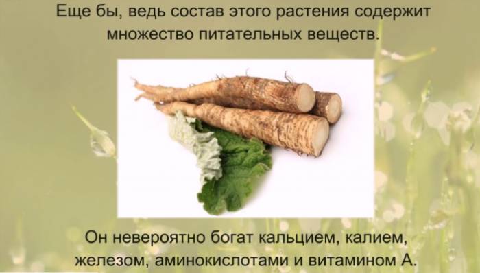 Лопух для суставов - состав и показания к применению