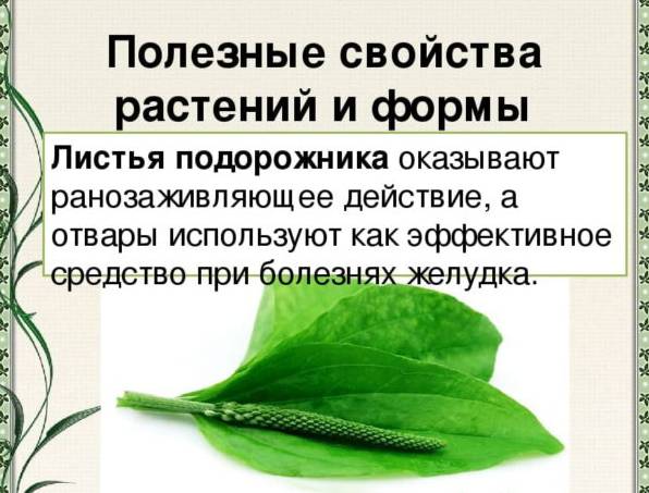Лечебные свойства сока подорожника для лечения болезней
