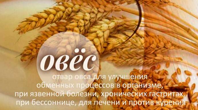 Отвар овса - обзор лечебных свойств и противопоказаний для организма