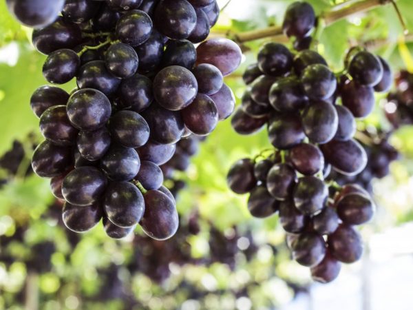 Черный виноград- в чем польза продукта для организма
