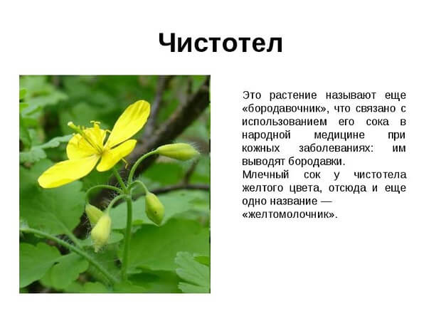 Применение настойки чистотела на водке в народной медицине