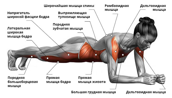 Высокая эффективность упражнения планка при минимальных затратах по времени